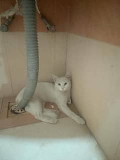Persian cat