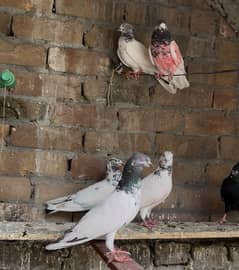Aseel Parwazi and fence pigeon