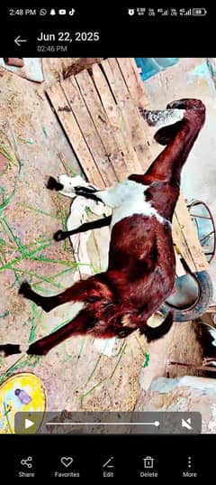 bakri