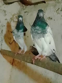 teddy pigeon