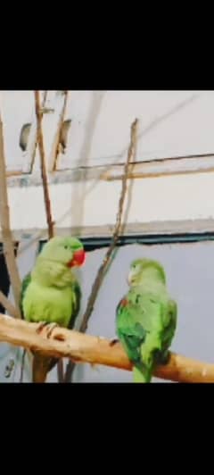 Raw parrot