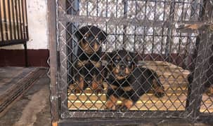 Rottweiler