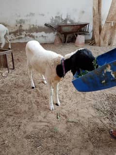Sheep