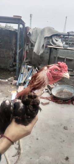 aseel mianwali pattha