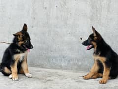 Long coat females German  Shepherd