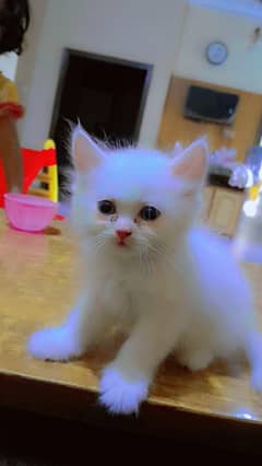 pure persian triple coated cat available
