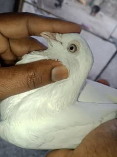 white male for sale