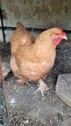 Golden Heavy Buff Females
