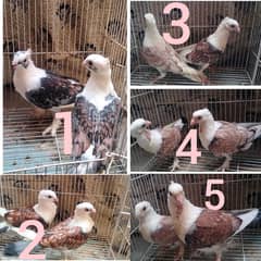 German tie pigeon chicks 5 pairs kabootar / sentinent