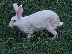 Rabbits pair for sale