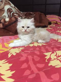 kittens fore sale