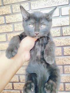 Black Persian Kitten