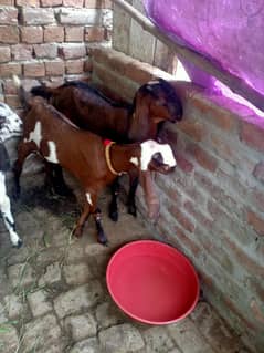 pure beetal bachay 03284895041