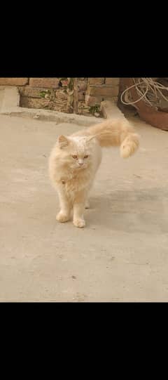 persion male cat