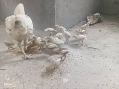 Heera