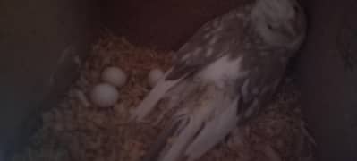 lovebird breeder pair breeder cocktail pair available for sale