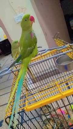 1-Year-Old Kashmiri Raw Parrot – Healthy, tamed & Active