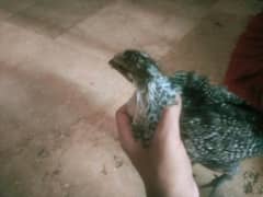 4 chicks