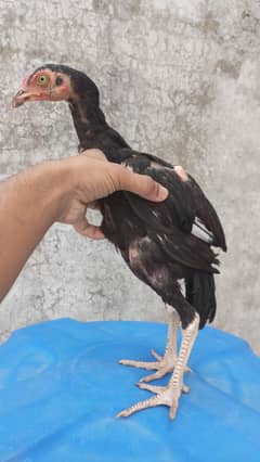 Breed of Male Kala mushka and ratta mushka, Female  Amrohi male