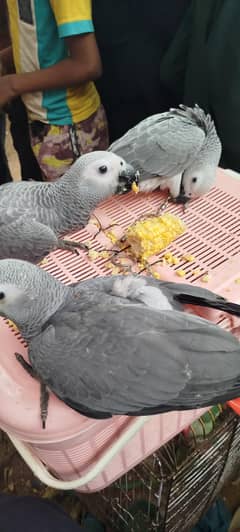 African Congo Greys