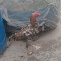 behtreen wazni aseel murgha active