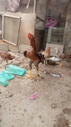 aseel