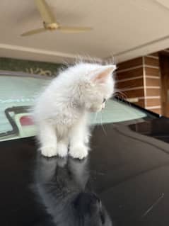 Male persian kitten