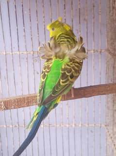 Budgies Hogoromo