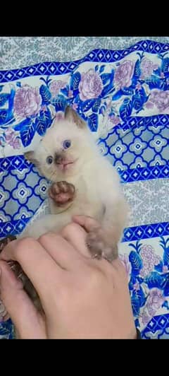 Persian X Siamese Himalayan kittens