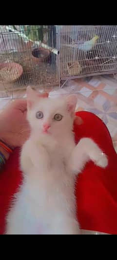 Persian X Siamese Himalayan kittens
