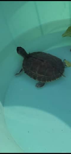 Brown roof turtle