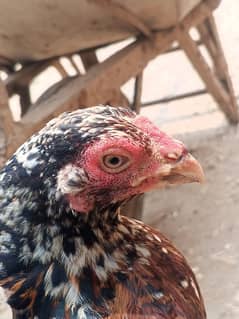 Chaeeni madi For sale