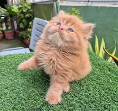 Persian kittem for sale contact whatup 03292450497