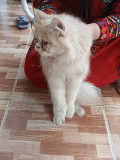 Punch face cat female 1 year