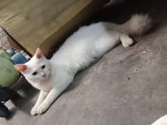 pershian cat