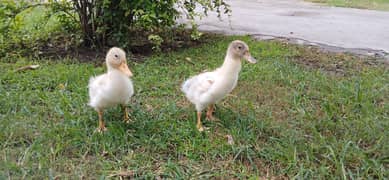 Pair of Healthy 2-Month-Old Ducks for Sale