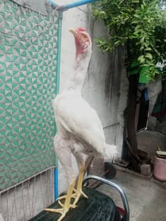 Aseel Heera breed long height