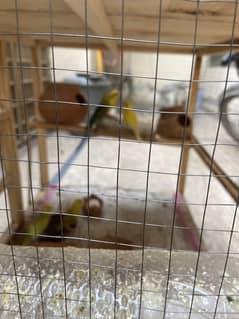Australian budgiies for sell  total 5 parrots with cage