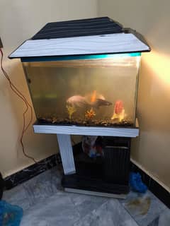 fish Aquarium 24 x 12 size