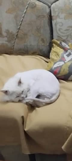 Mishu for sale