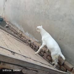 babli