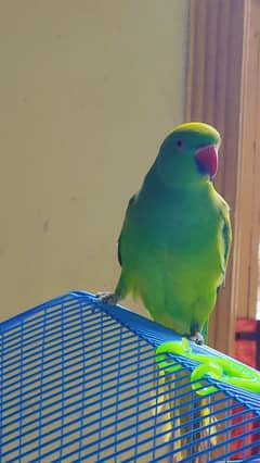ringneck parrot 