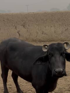 Healthy Pregnant Female Buffalo for Sale in Lodhran