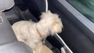 Russian Shihtzu mix