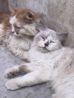 Persian cats pair