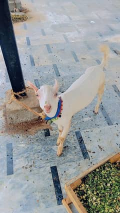 bakra tadi white gulabi barbara