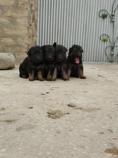for sale