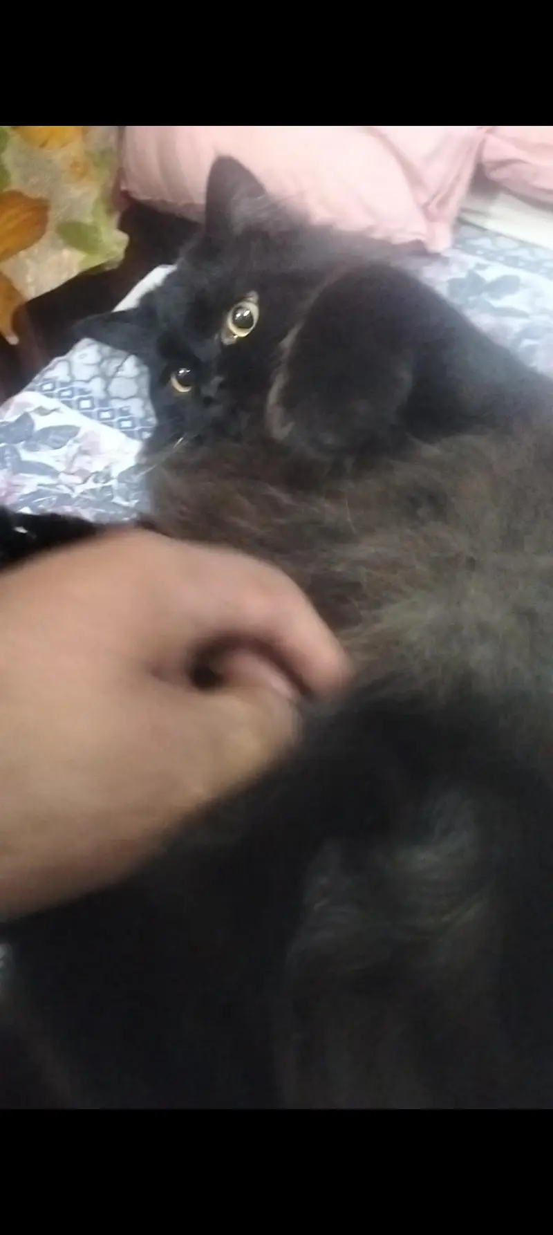 Perisan kitten @ White kitten @ kitten @ cat @ Siamese @ perisan — photo 9