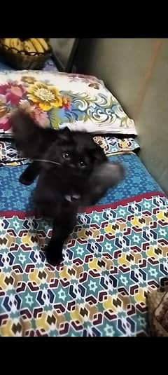Persian
