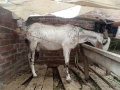 makhi cheeni bakri 4.5 months gaban